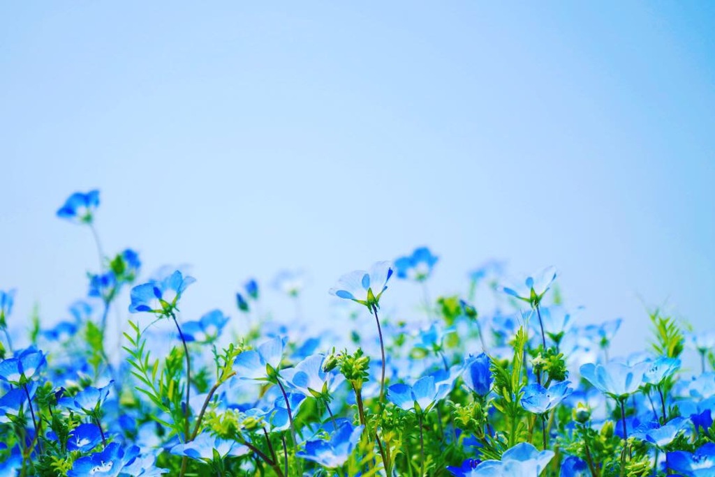 青の花