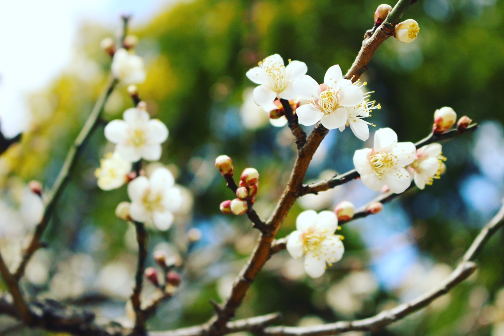 梅の花