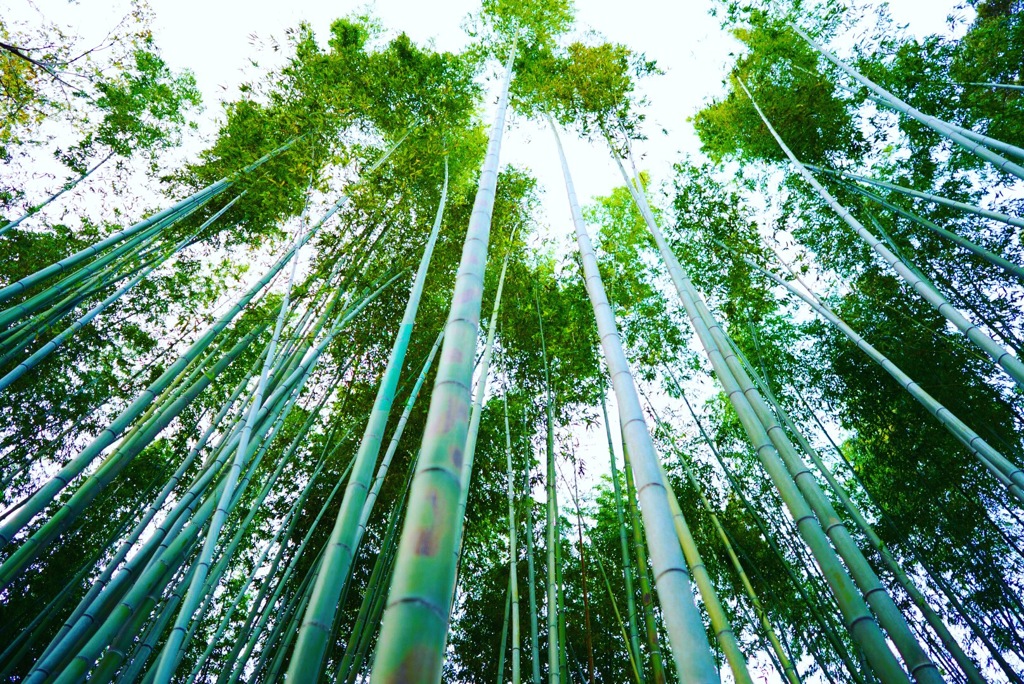 京都嵐山の竹林