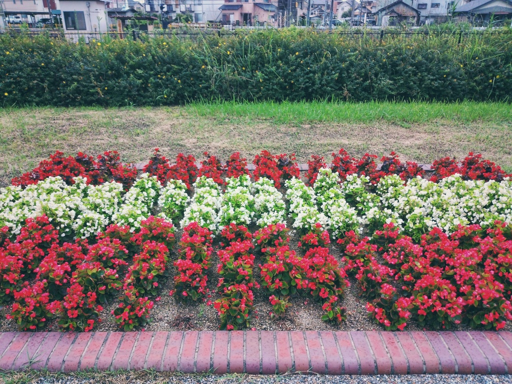 歩道脇の花壇