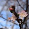 寒桜
