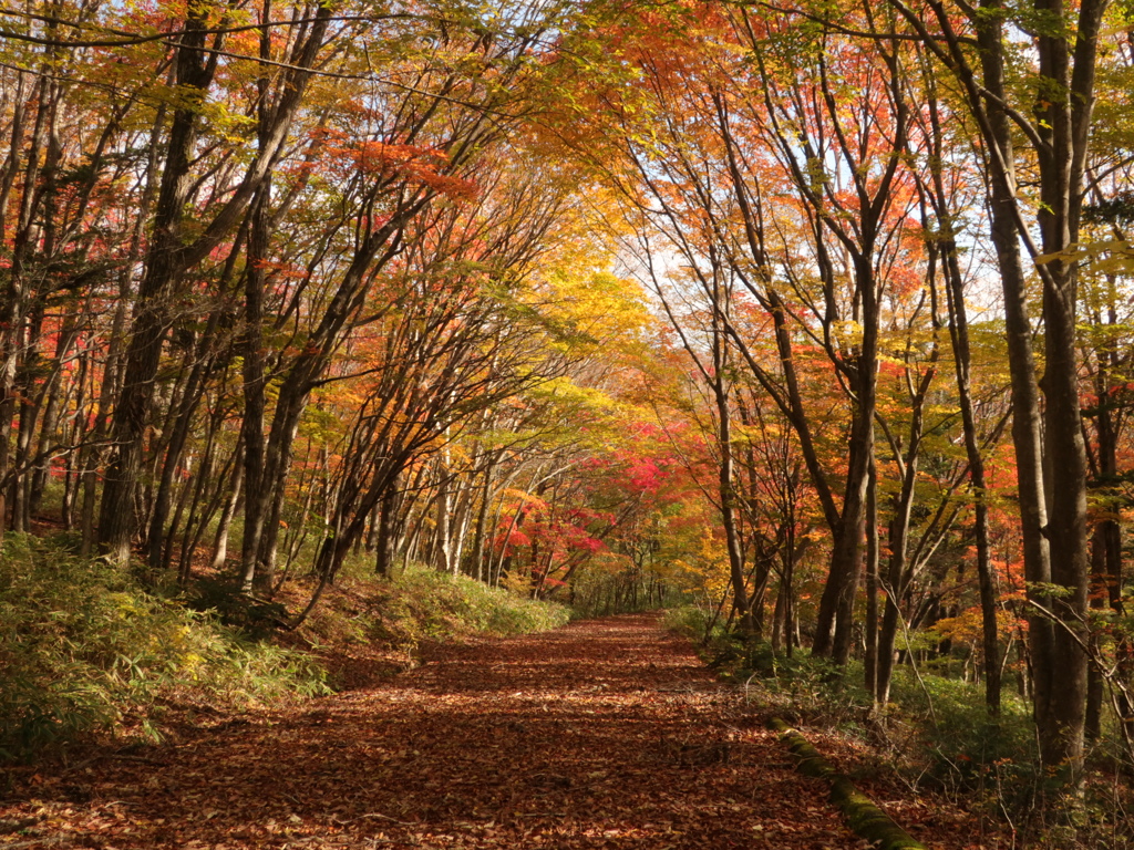 八方ヶ原の紅葉