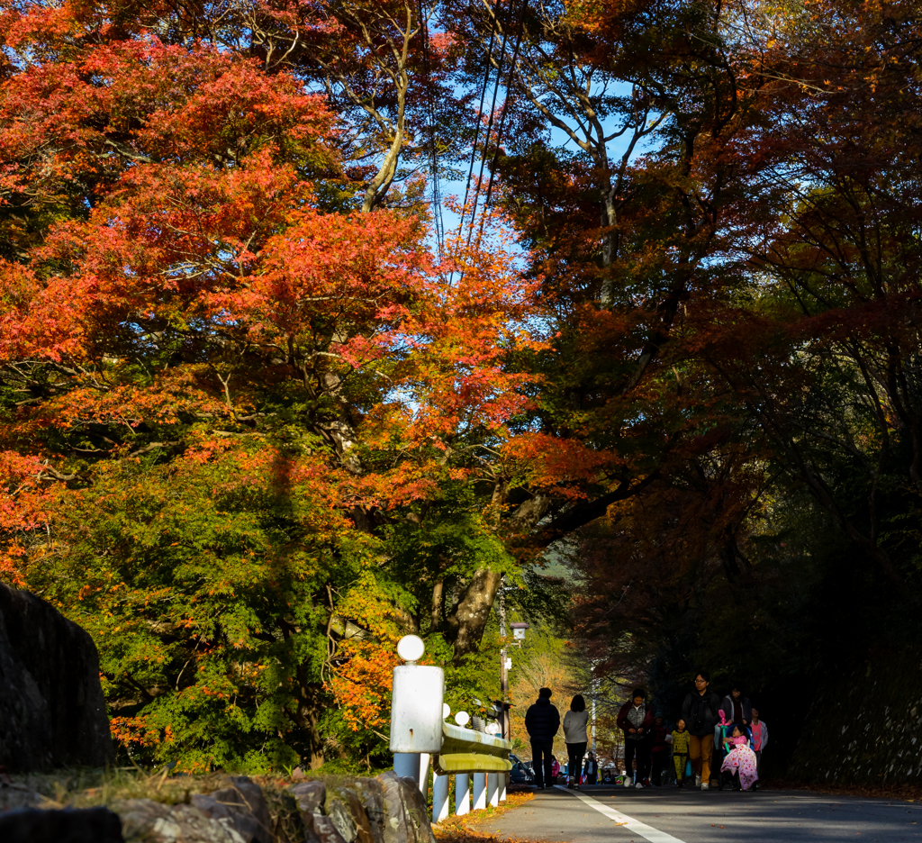 鳳来寺山もみじまつり