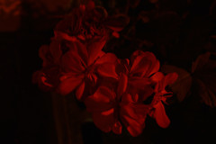 純赤の花