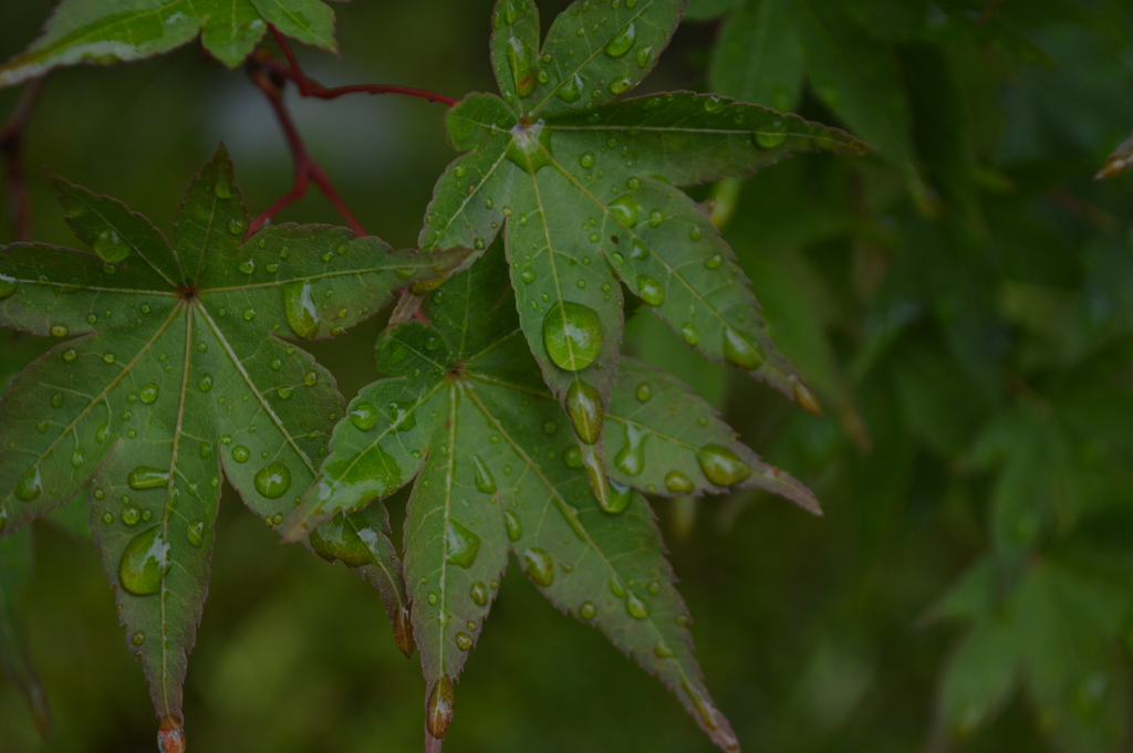 梅雨