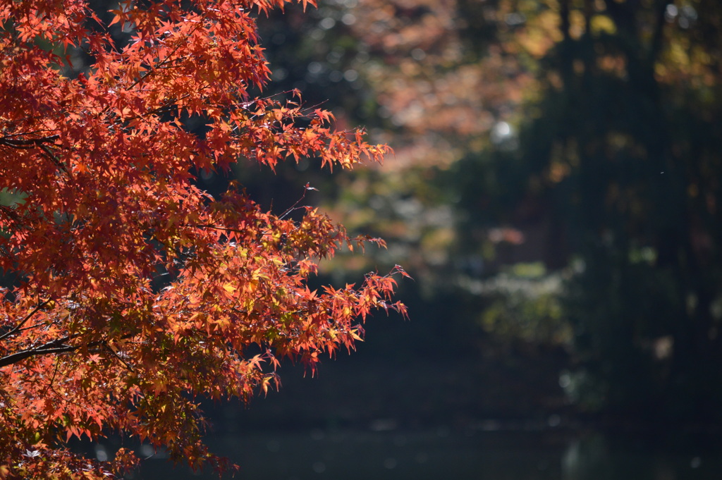 金鱗湖の紅葉