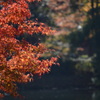 金鱗湖の紅葉