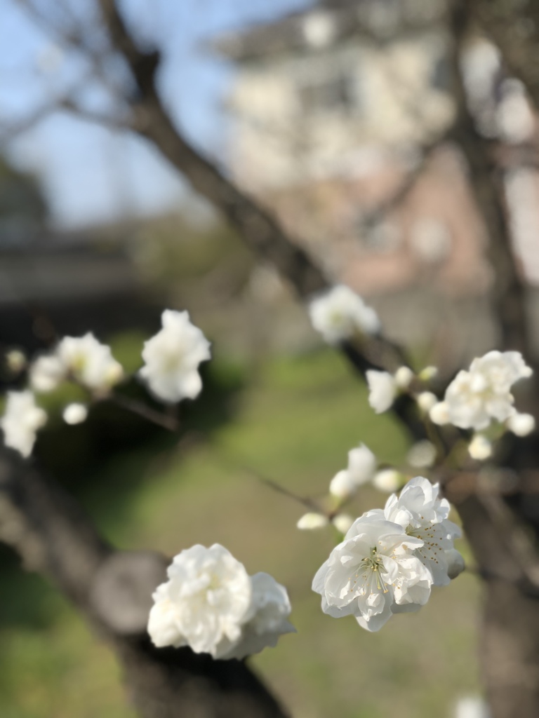 梅の花