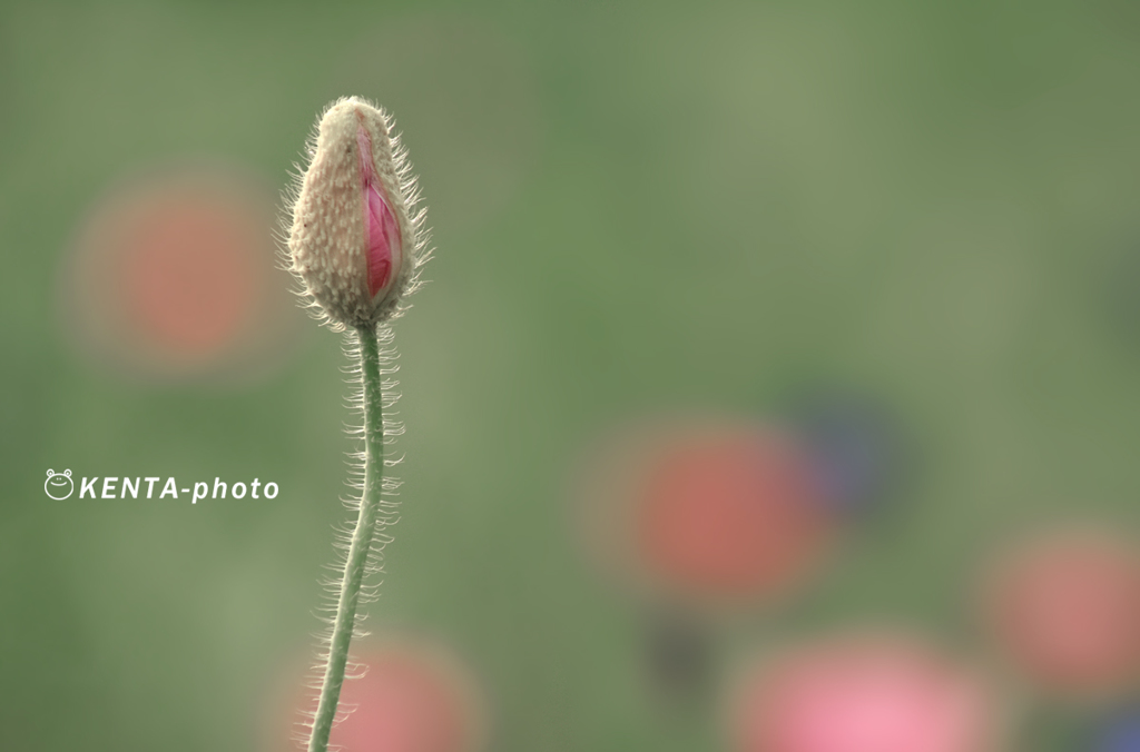ぼくはこれから花開く
