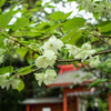 緑の桜「御衣黄」