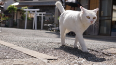 猫島で。