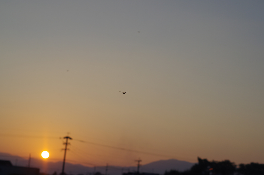 トンボと夕陽