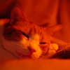 コタツで寝る猫。
