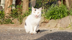 野良猫。