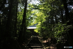 四国お遍路・静けさの新緑