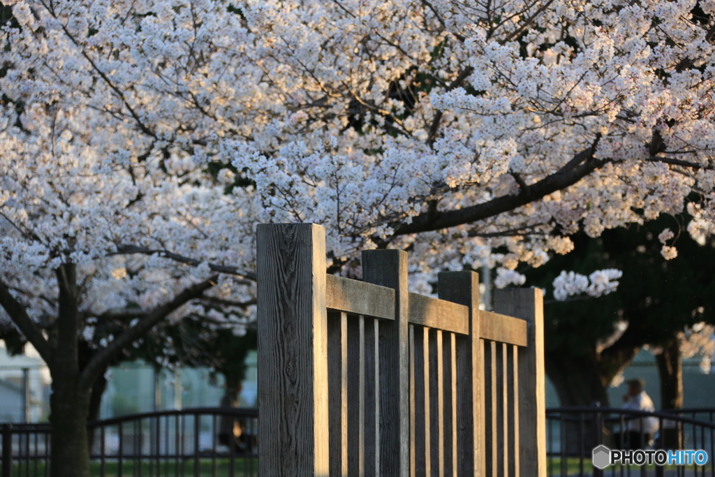 桜