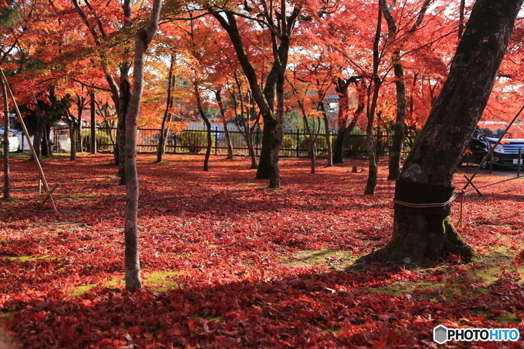 紅葉も終わりかな