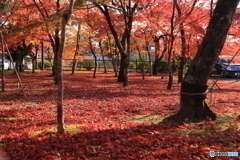 紅葉も終わりかな
