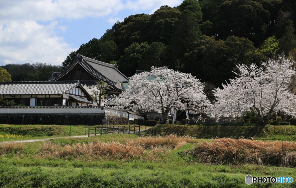 田舎の桜