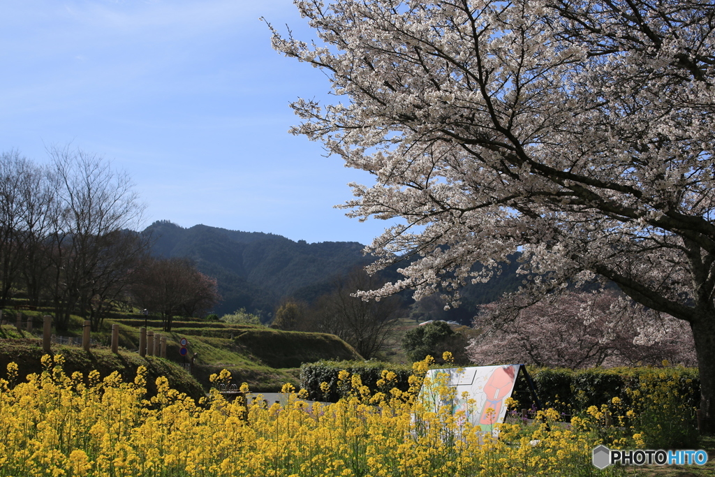 明日香村　菜の花と桜
