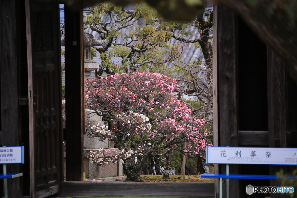道明寺天満宮・梅