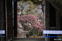 道明寺天満宮・梅