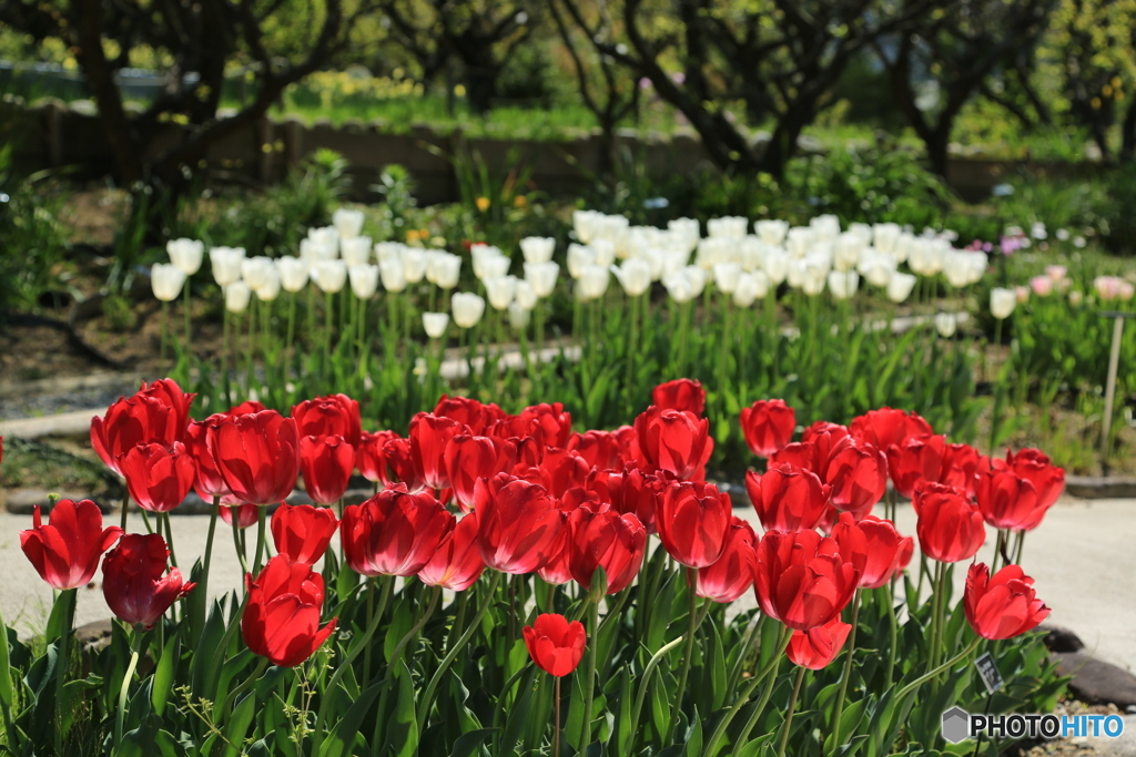 チューリップ2