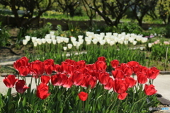 チューリップ2