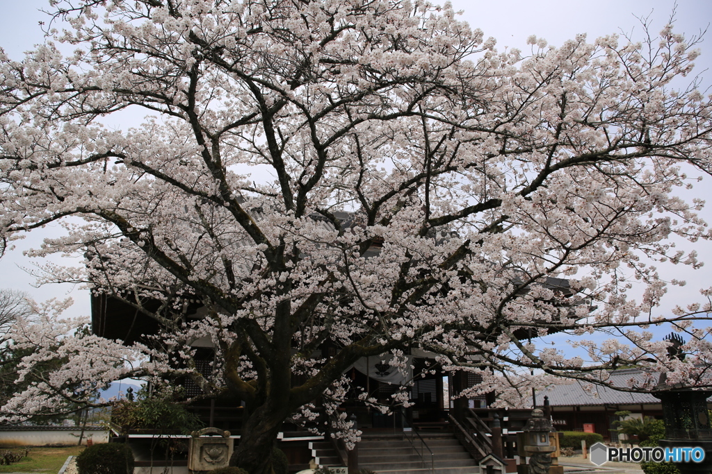 明日香村　橘寺　桜