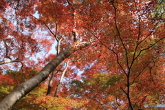 和歌山の紅葉