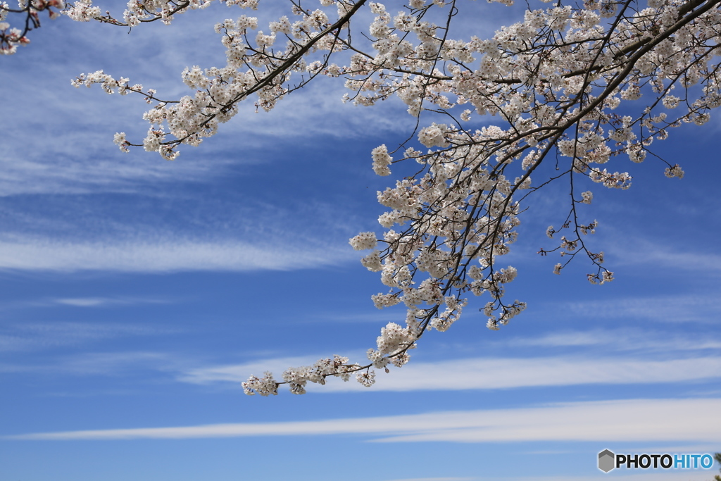 明日香村　桜