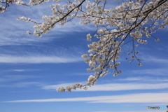 明日香村　桜