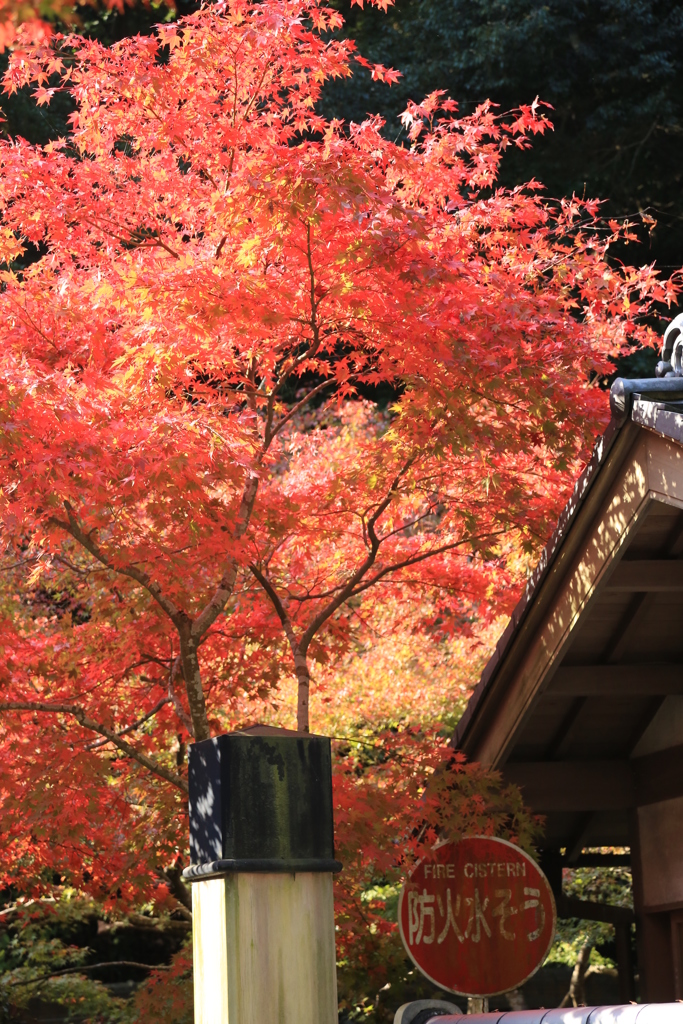 燃える紅葉・防火そう