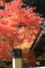 燃える紅葉・防火そう
