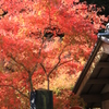 燃える紅葉・防火そう