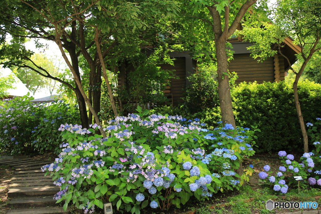 イングリッシュガーデンの紫陽花