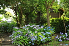 イングリッシュガーデンの紫陽花