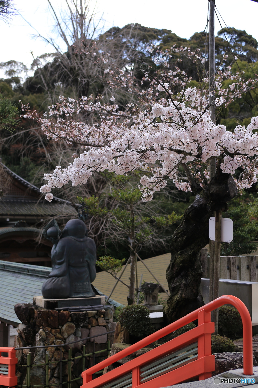 後ろから桜