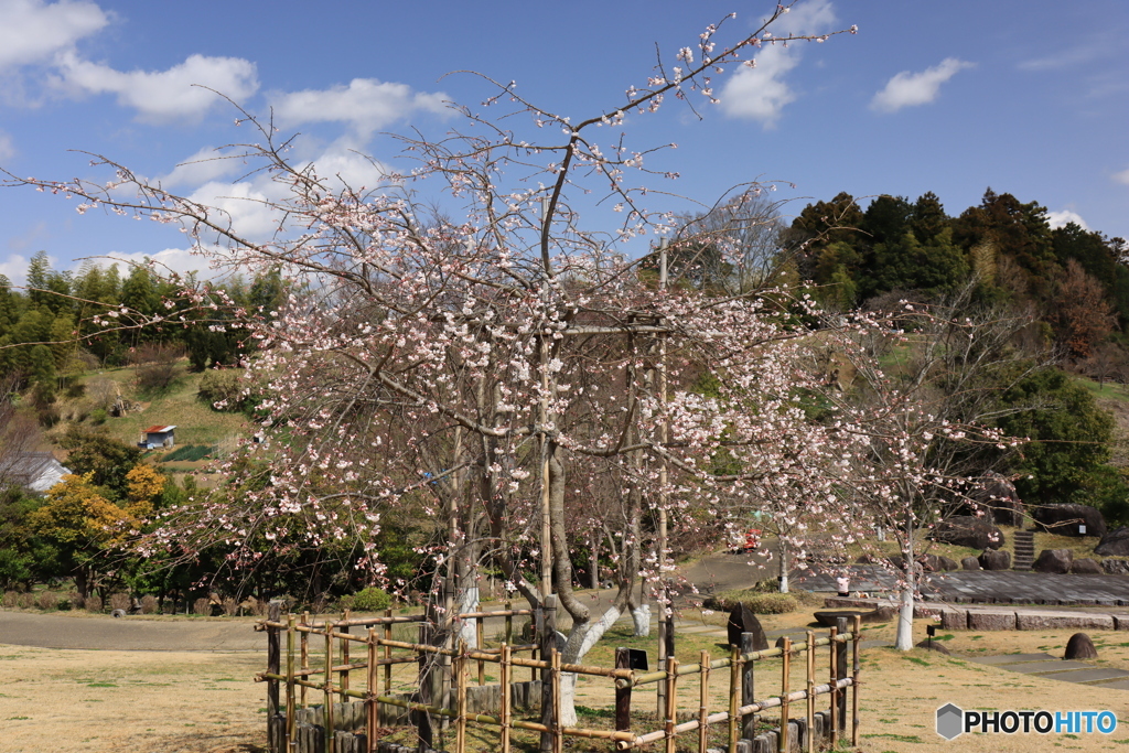 桜・・先始め