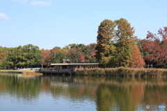 公園の池に映る秋とカフェ