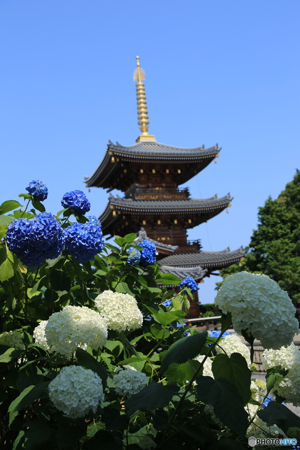 長慶寺・紫陽花