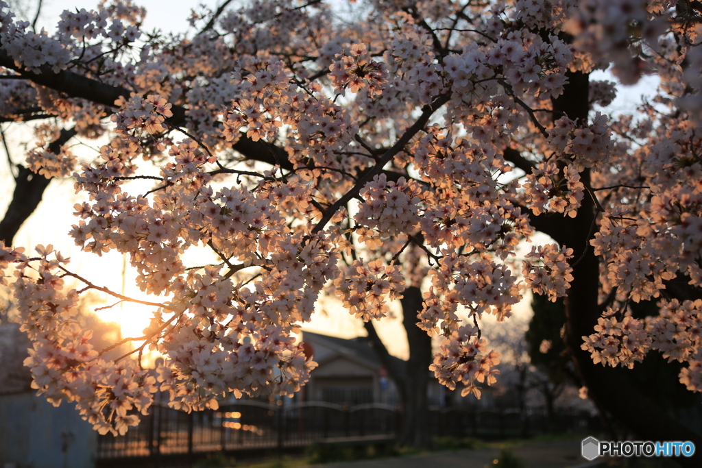 夕日を受けて桜