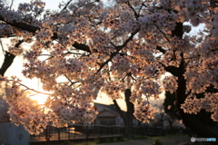 夕日を受けて桜