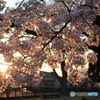 夕日を受けて桜