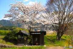 祠と桜