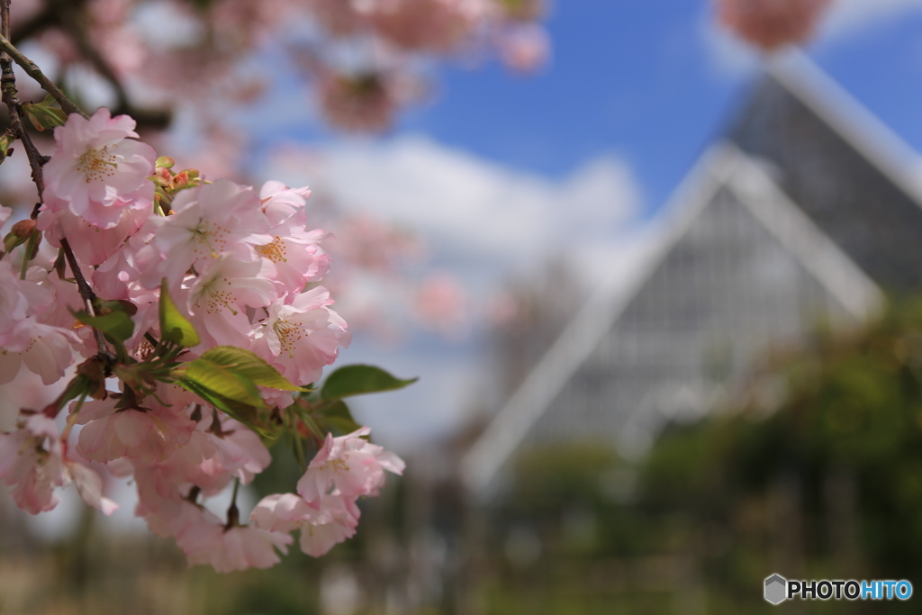 桜