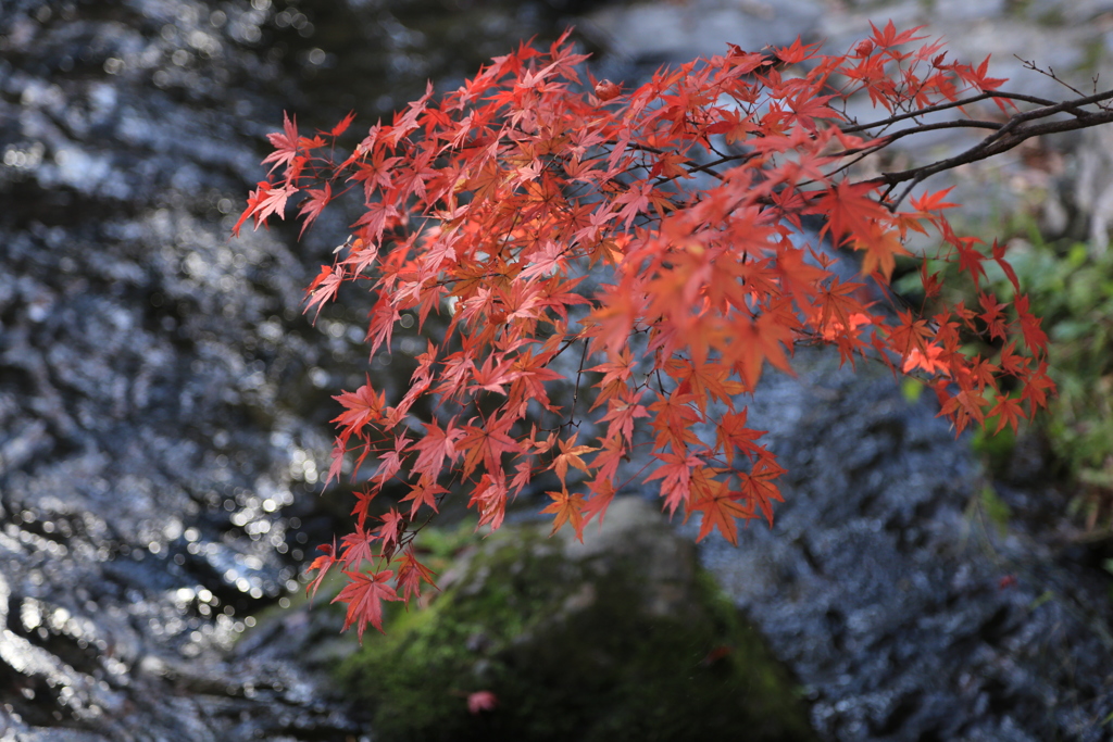 紅葉