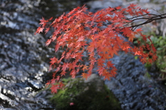 紅葉
