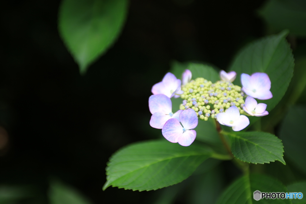 紫陽花がく