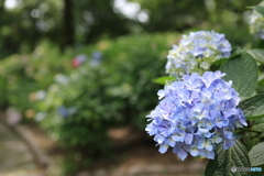 紫陽花